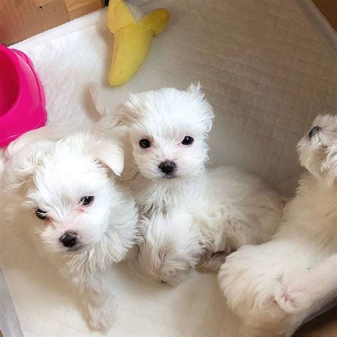 PuppySpot&x27;s Maltese For Michigan. . Maltese puppies for sale in michigan under 300